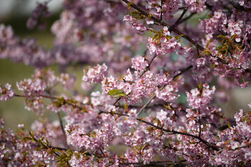 メジロと河津桜