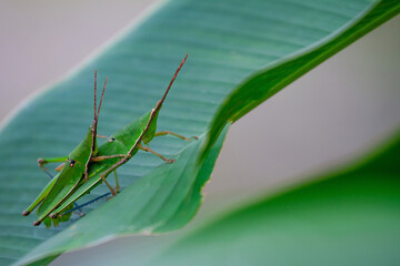 Baby grasshopper sits on its mother's back in the nature habitat using as a background or wallpaper.