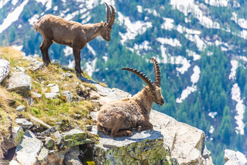 Beautiful Alpine ibex in the snowy mountains of Gran Paradiso National Park of Italy