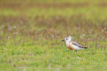 New Zealand Dotterel, Charadrius obscurus
