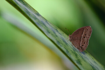 Beautiful butterfly in nature background. Nature background concept. 