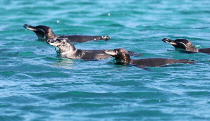 Galapagos Penguin, Spheniscus mendiculus