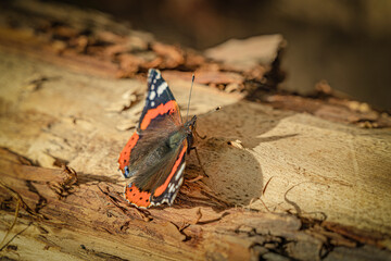 Butterfly on the ground