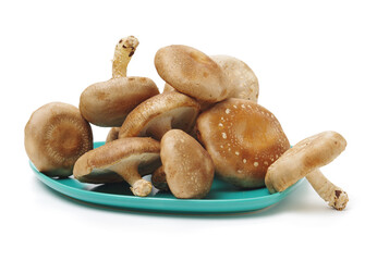 Shiitake mushroom on the White background 
