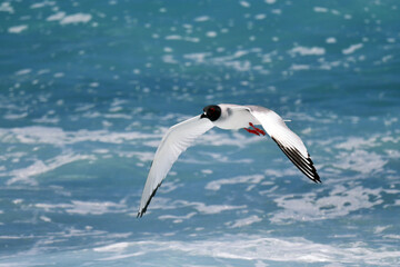 Fototapeta na wymiar Swallow-tailed Gull, Creagrus furcatus