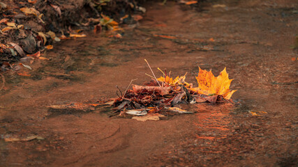 Autumn maple leafs in the river flow