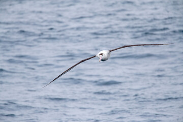 Antipodean albatross, Diomedea antipodensis