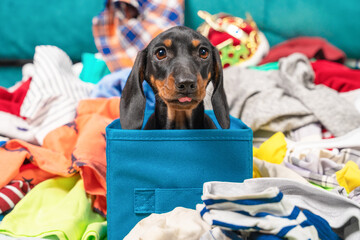 Funny dachshund puppy sits in cloth storage box shows tongue, clothes scattered around. Naughty playful baby dog interferes with cleaning or packing stuff.