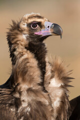 Cinereous vulture, Aegypius monachus