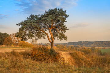 Autumn landscape with a tree in Moscow Region, Russia