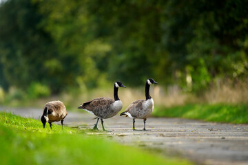 Three geese at the roadside
