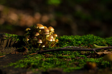 grzyb, bory, mech, zieleń, jesienią, roślin, makro, flora, naturalny © yanek