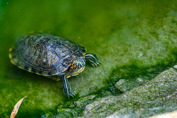 Fototapeta premium Freshwater red-eared turtle or yellow-bellied turtle. An amphibious animal with a hard protective shell swims in a pond and basks on land in sunlight among rocks