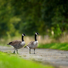 Two geese crossing a street