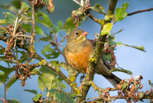 Ortolan Bunting, Emberiza hortulana