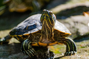 Freshwater red-eared turtle or yellow-bellied turtle. An amphibious animal with a hard protective shell swims in a pond and basks on land in sunlight among rocks