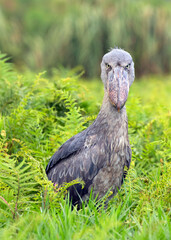 Shoebill, Balaeniceps rex