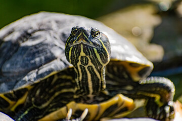 Freshwater red-eared turtle or yellow-bellied turtle. An amphibious animal with a hard protective shell swims in a pond and basks on land in sunlight among rocks