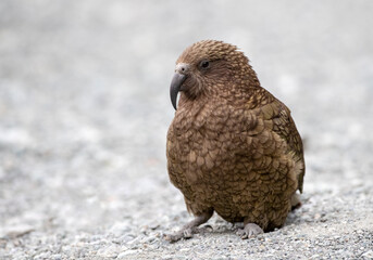 Kea, Nestor notabilis