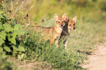 Eurasian Golden Jackal, Canis aureus moreoticus