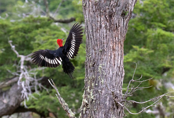 Magellanic Woodpecker, Campephilus magellanicus