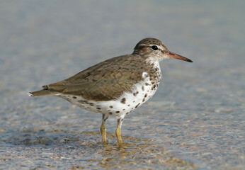 Spotted Sandpiper, Actitis macularius