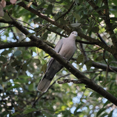 Tourterelle turque dans un arbre .