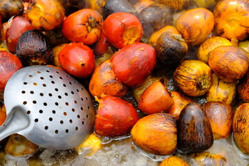 Costa Rica Arenal Volcano and La Fortuna - Cooked Peach palm fruit - Bactris gasipaes - Pejibaye