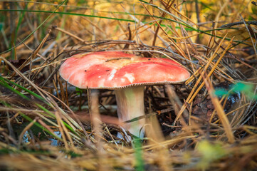 Single wild mushroom in the forest in clearing between pine needles close up