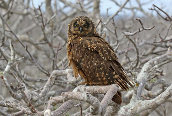 Galapagos Short-eared Owl, Asio flammeus galapagoensis