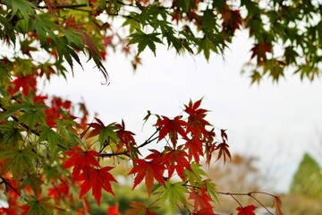秋の彩り　もみじ　紅葉　　風景