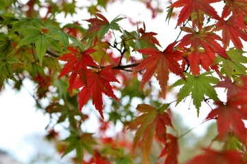 秋の彩り　もみじ　紅葉　　風景