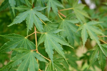 もみじ　葉　背景　緑