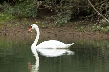 Weißer Schwan am Altrhein in Rheinland-Pflalz