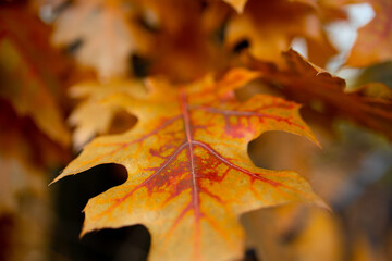 Blätter Laub Herbst Nahaufnahme im Wald