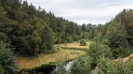 Obraz premium Landscape with a forest and a clearing with a stream