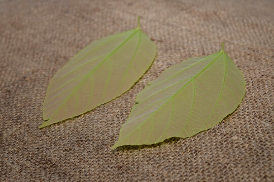 Two Leaves On Jute Background For Cover Or Banner