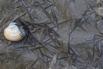 Shell on mudflat at the Wierumerwad, Dutch Wadden sea