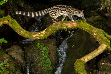 Common Genet, Genetta genetta