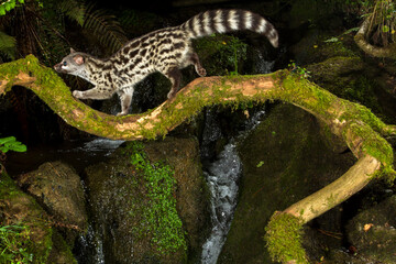 Common Genet, Genetta genetta