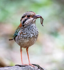 Scaly Ground-Roller, Geobiastes squamiger