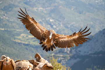 Naklejka na ściany i meble Griffon Vulture, Gyps fulvus
