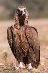 Cinereous vulture, Aegypius monachus