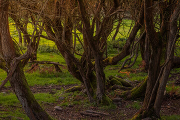 Mysterious forest, brown and green with sunset light
