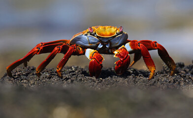 Sally Lightfoot Crab, Grapsus grapsus