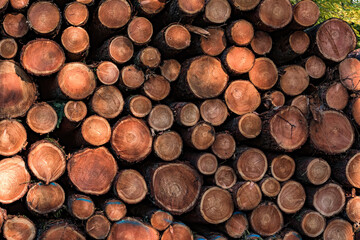 Viele gefällte Bäume liegen im herbstlichen Forst an einem Waldweg aufgestapelt am Feldrand