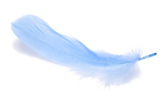 Fototapeta Blue fluffy feather isolated on the white