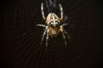 spider on a web
