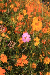 Pink flowers surrounded by yellow flowers