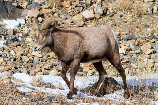 Mammals of Colorado. Colorado Rocky Mountain Bighorn Sheep